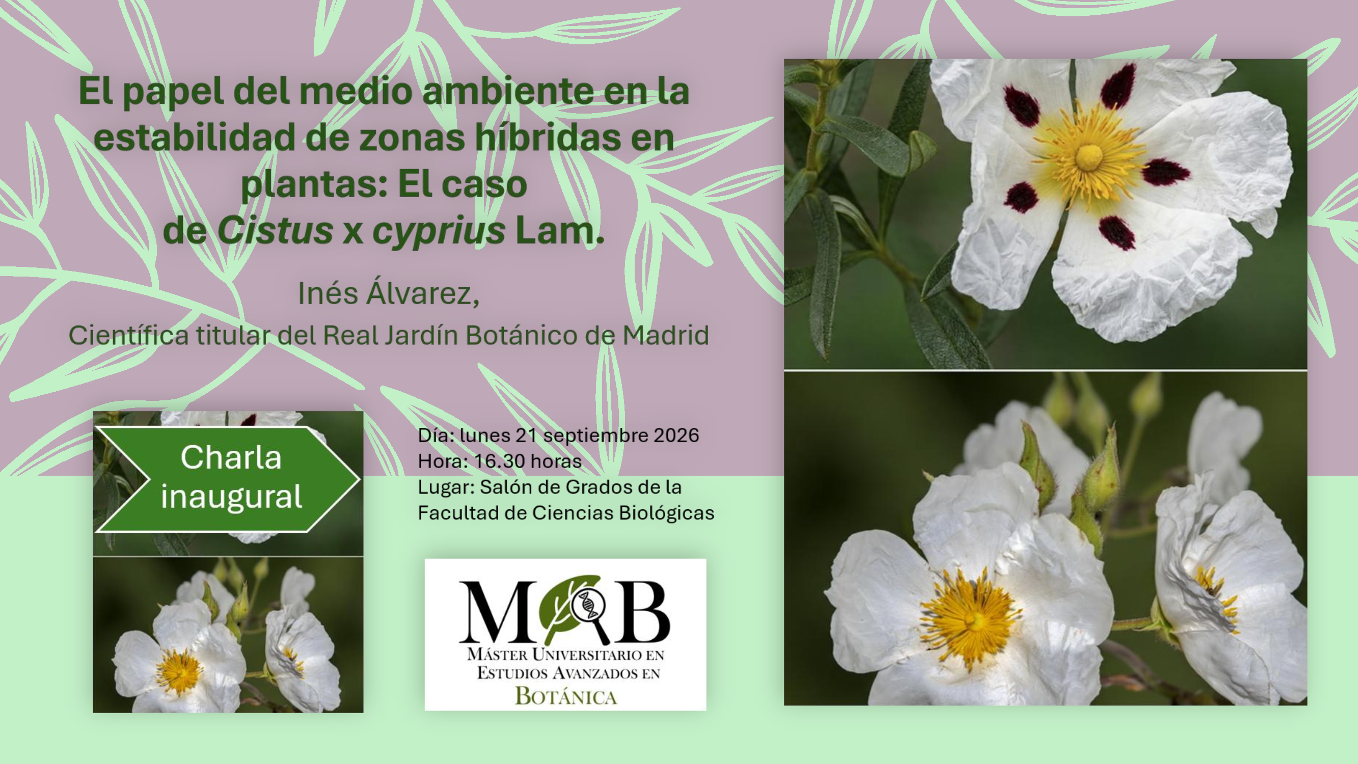 Charla presentación del Máster Univeritario en Estudios Avanzados en Botánica (MAB):"El papel del medio ambiente en la estabilidad de zonas híbridas en plantas: El caso de Cistus x cyprius Lam." 